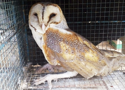 24 NGO’s Insist Indonesian Government Stops the Illegal Trade in Wild Birds (June 18, 2016)